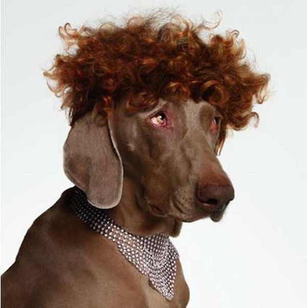 dog hairstyles. 07 Crazy Dog Hairstyles