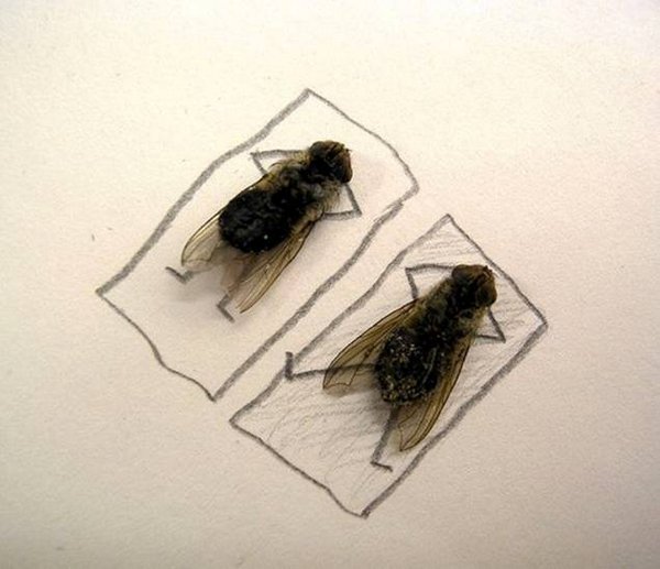 flies 06 What To Do If it Gets Boring During Work