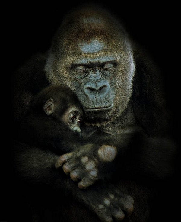 gorillas 01 20 Remarkable Photos Of Gorillas
