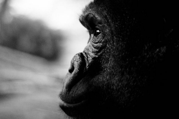 gorillas 02 20 Remarkable Photos Of Gorillas