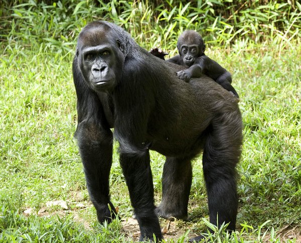 gorillas 03 20 Remarkable Photos Of Gorillas