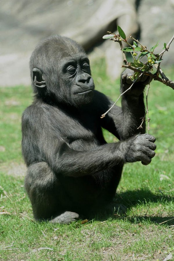 gorillas 05 20 Remarkable Photos Of Gorillas