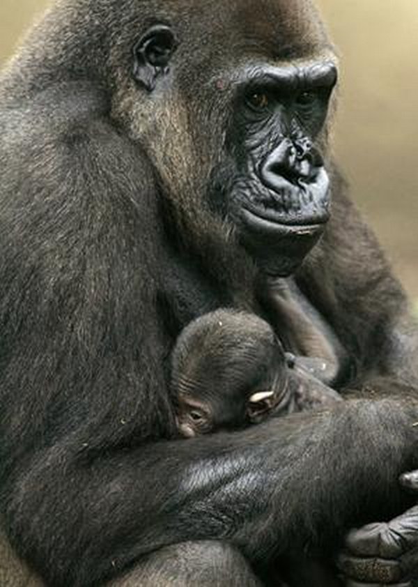 gorillas 07 20 Remarkable Photos Of Gorillas