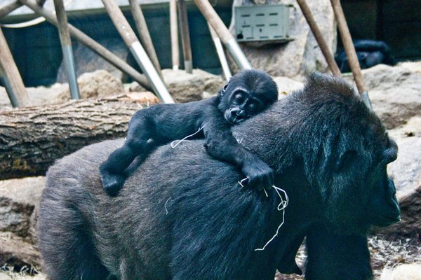 gorillas 08 20 Remarkable Photos Of Gorillas