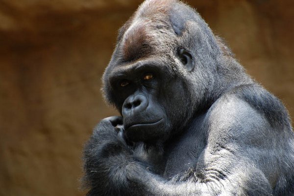 gorillas 09 20 Remarkable Photos Of Gorillas