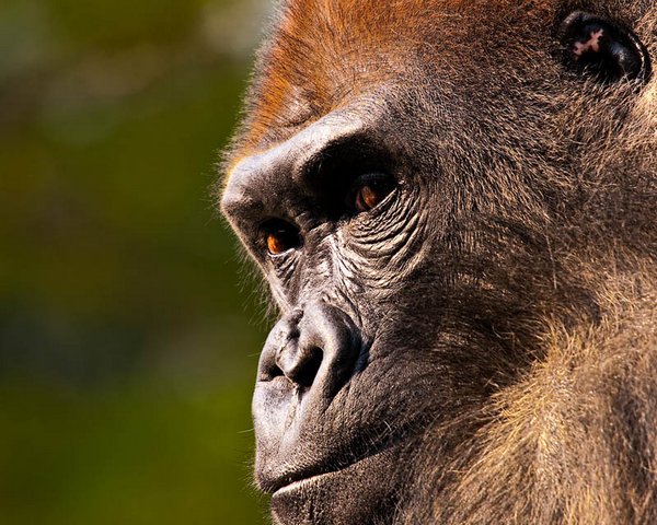 gorillas 10 20 Remarkable Photos Of Gorillas