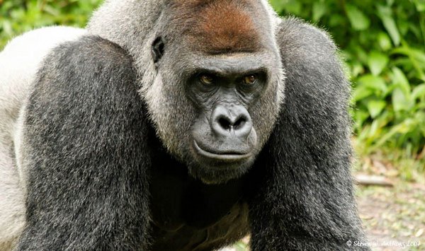 gorillas 11 20 Remarkable Photos Of Gorillas