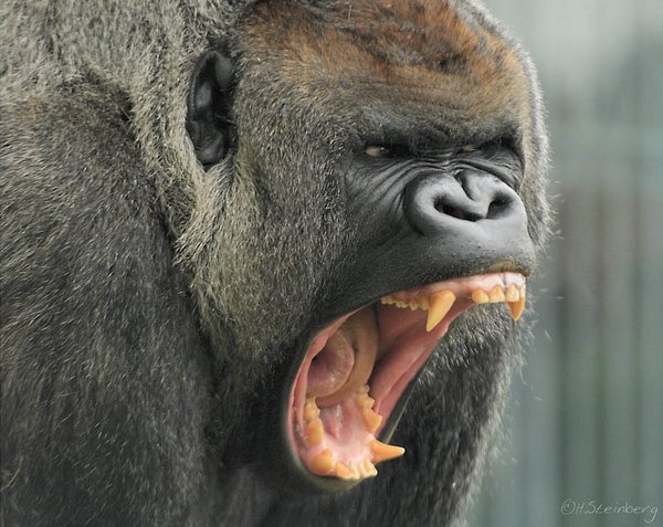 gorillas 12 20 Remarkable Photos Of Gorillas