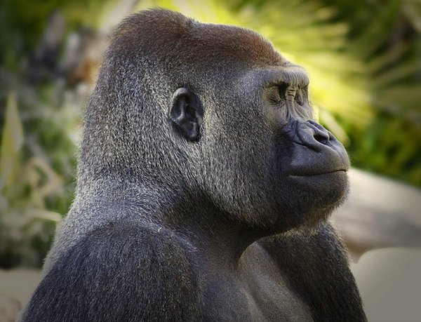 gorillas 14 20 Remarkable Photos Of Gorillas