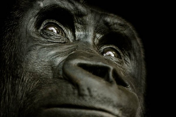 gorillas 15 20 Remarkable Photos Of Gorillas