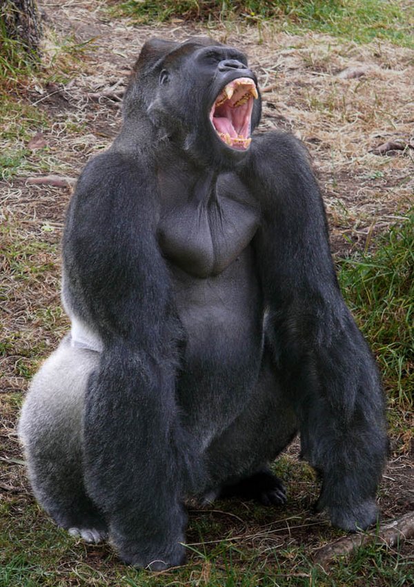 gorillas 17 20 Remarkable Photos Of Gorillas