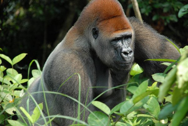 gorillas 18 20 Remarkable Photos Of Gorillas