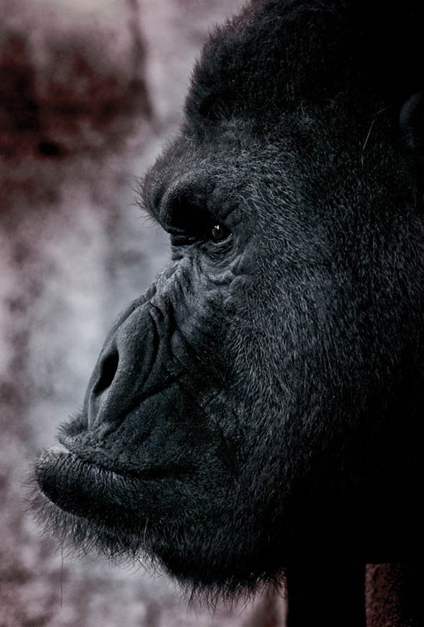 gorillas 19 20 Remarkable Photos Of Gorillas