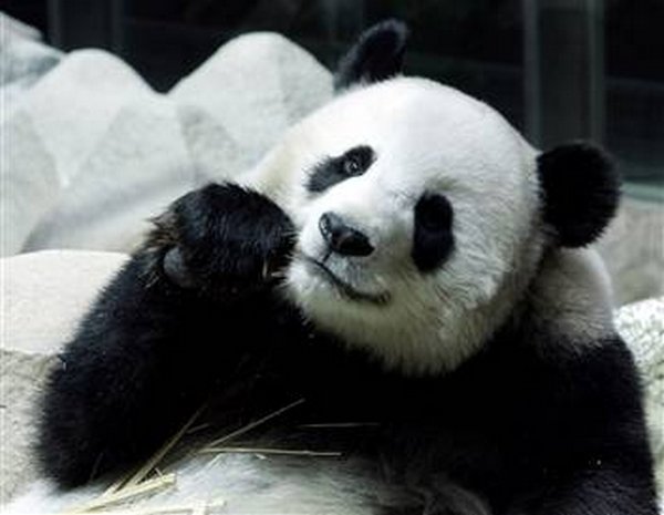 panda 13 So Many Reasons Why The Bronze Goes To… Pandas!