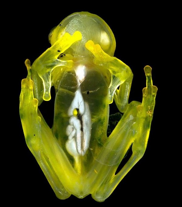 glass frog 02 Stunning Photos of Transparent (Centrolenidae) Frog
