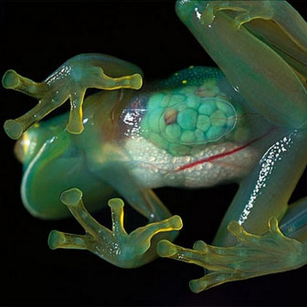 glass frog 05 Stunning Photos of Transparent (Centrolenidae) Frog