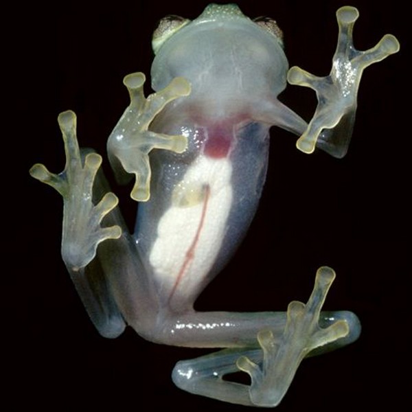 glass frog 06 Stunning Photos of Transparent (Centrolenidae) Frog