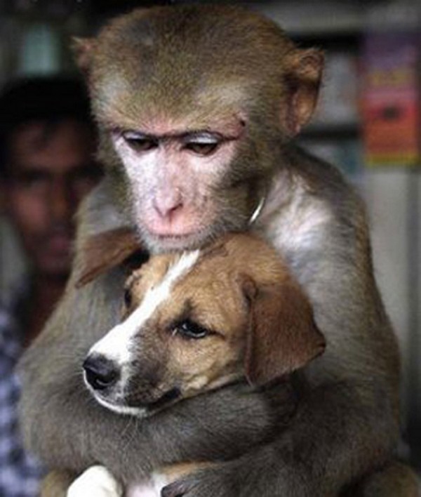 pictures of unlikely animal friendships 04 Pictures of Unlikely Animal Friendships