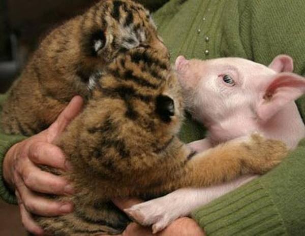 pictures of unlikely animal friendships 05 Pictures of Unlikely Animal Friendships