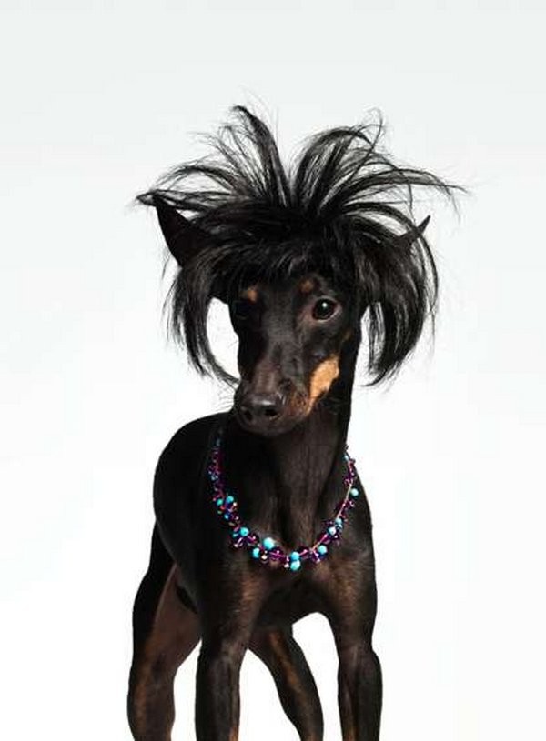 coifs dogs 03 Crazy Dog Hairstyles