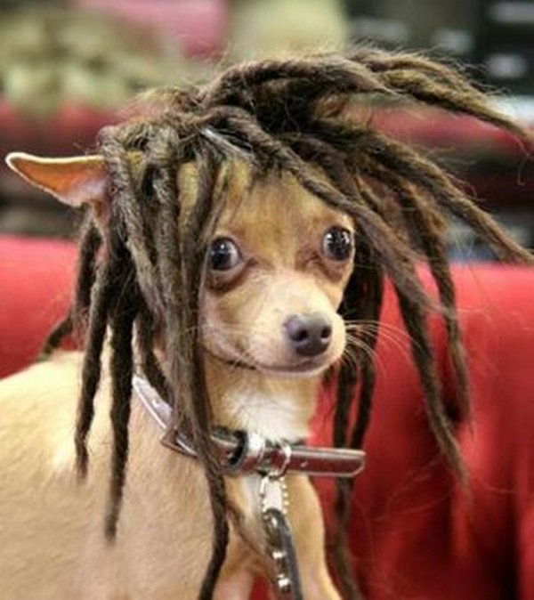 coifs dogs 10 Crazy Dog Hairstyles