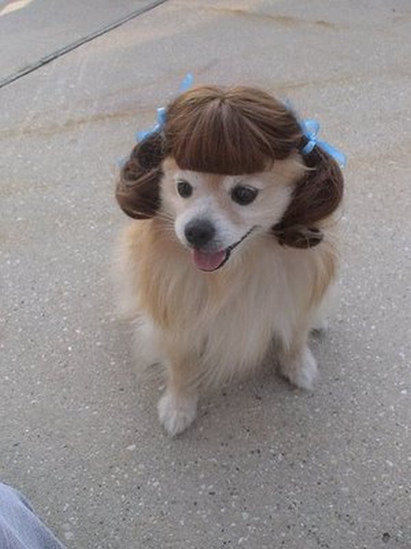 coifs dogs 11 Crazy Dog Hairstyles