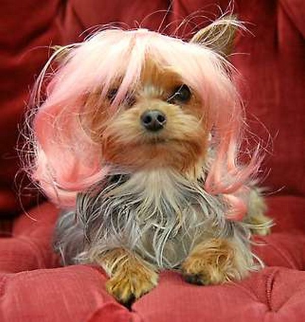 coifs dogs 12 Crazy Dog Hairstyles