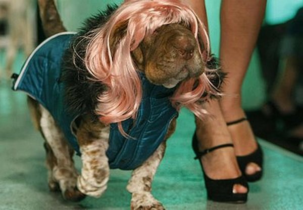 coifs dogs 15 Crazy Dog Hairstyles