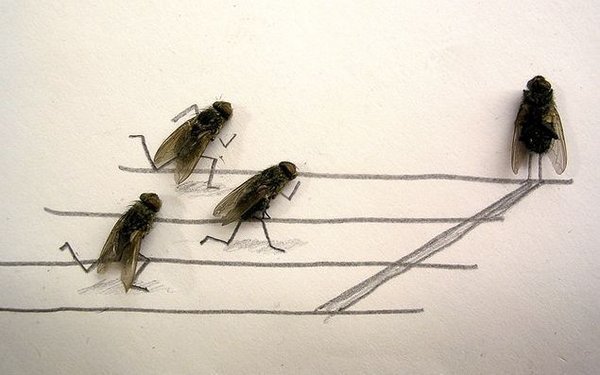 flies 10 What To Do If it Gets Boring During Work