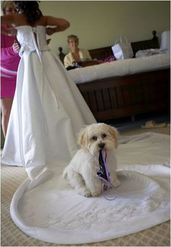 funny wedding photos 11 Are You Sure You Want To Say   YES. I Do!? 