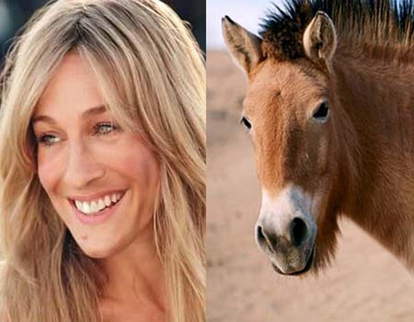 sarah jessica parker looks like a horse 02 Sarah Jessica Parker Looks Like A Horse?