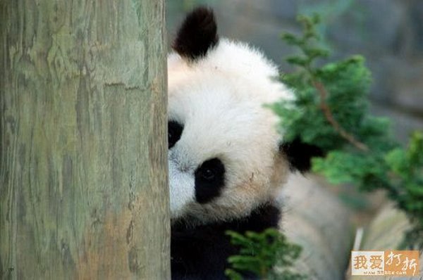 sweet panda 05 Is It No Wonder The World Has Fallen In Love With These Animals!