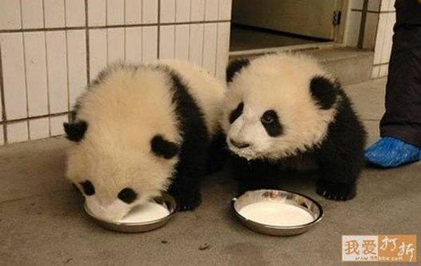 sweet panda 10 Is It No Wonder The World Has Fallen In Love With These Animals!