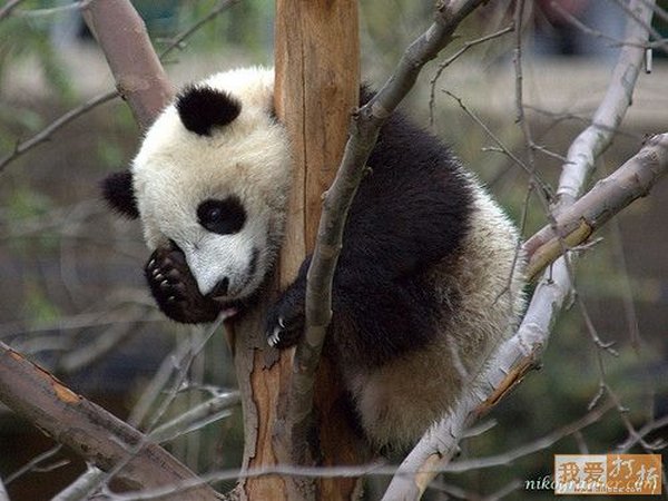 sweet panda 14 Is It No Wonder The World Has Fallen In Love With These Animals!