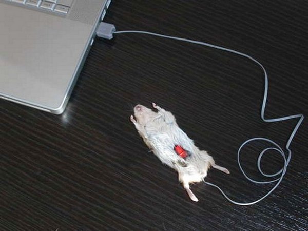 most creative computer mice 09 15 Most Creative Computer Mice