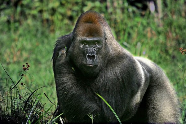 gorillas 04 20 Remarkable Photos Of Gorillas