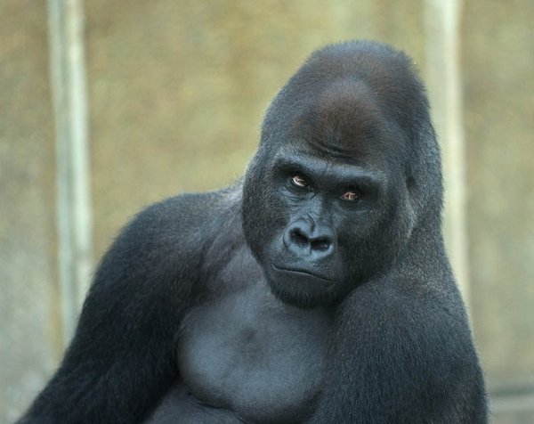 gorillas 06 20 Remarkable Photos Of Gorillas