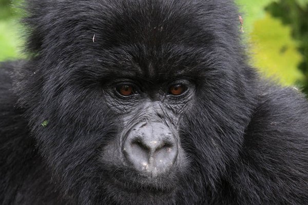 gorillas 13 20 Remarkable Photos Of Gorillas