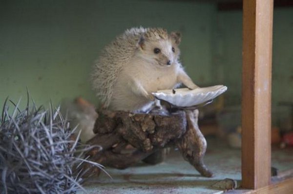taxidermy 13 The Most WTF Taxidermy Ever