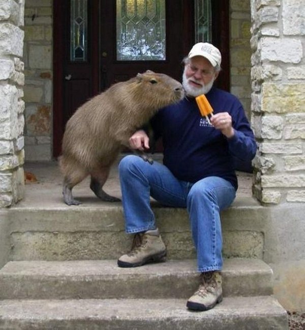 the capybara 04 The Capybara   The Largest Living Rodent In The World