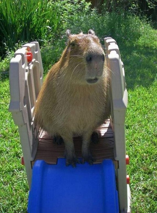 the capybara 15 The Capybara   The Largest Living Rodent In The World