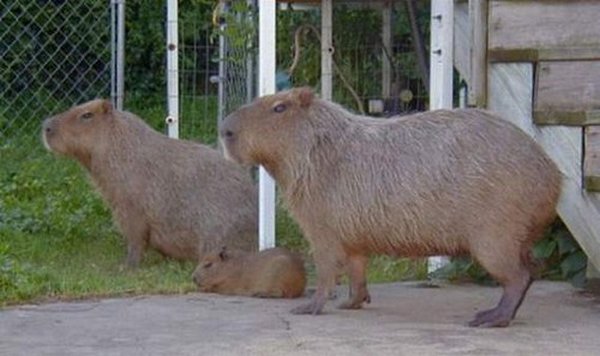 the capybara 19 The Capybara   The Largest Living Rodent In The World