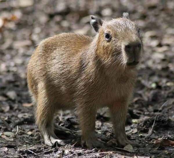 the capybara 21 The Capybara   The Largest Living Rodent In The World