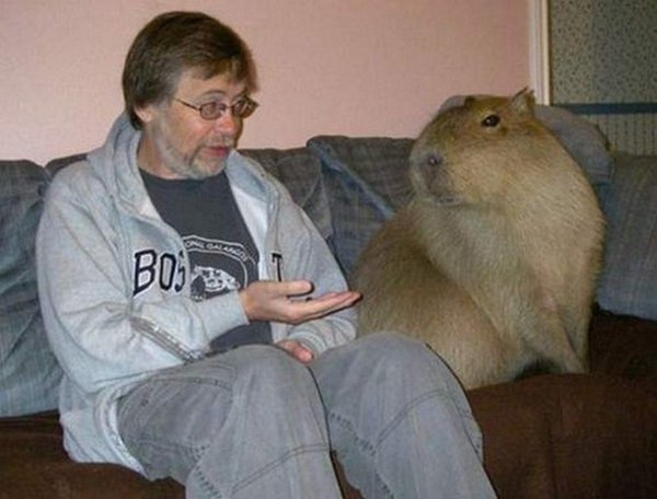 the capybara 23 The Capybara   The Largest Living Rodent In The World