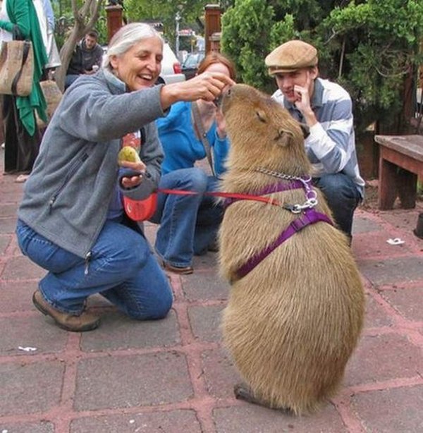the capybara 24 The Capybara   The Largest Living Rodent In The World