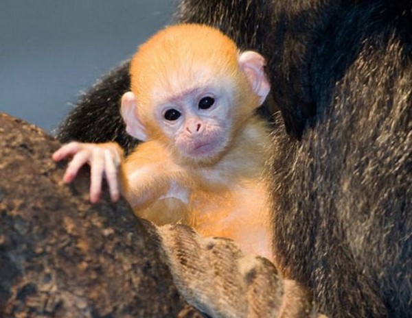 cutest baby animals 24 Top 40 Cutest Baby Animal Photos On The Internet
