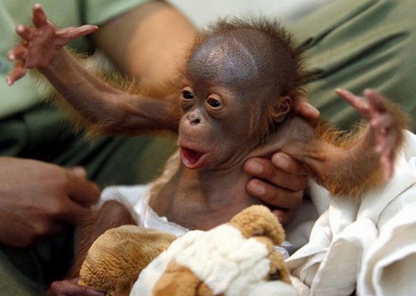 cutest baby animals 30 Top 40 Cutest Baby Animal Photos On The Internet