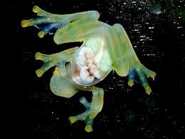 glass frog 01 Stunning Photos of Transparent (Centrolenidae) Frog