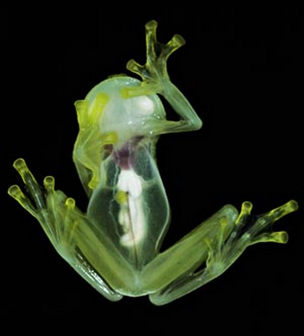 glass frog 04 Stunning Photos of Transparent (Centrolenidae) Frog