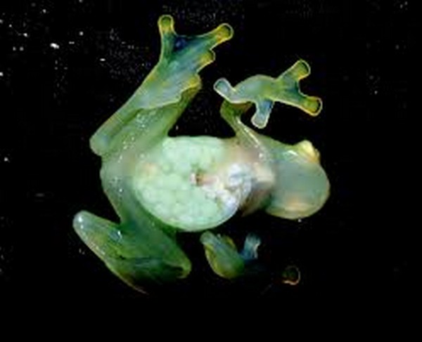 glass frog 08 Stunning Photos of Transparent (Centrolenidae) Frog